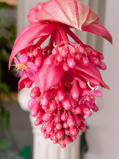 Rózsaszőlő magvak - Növeszd a virágok királynőjét a kertedben