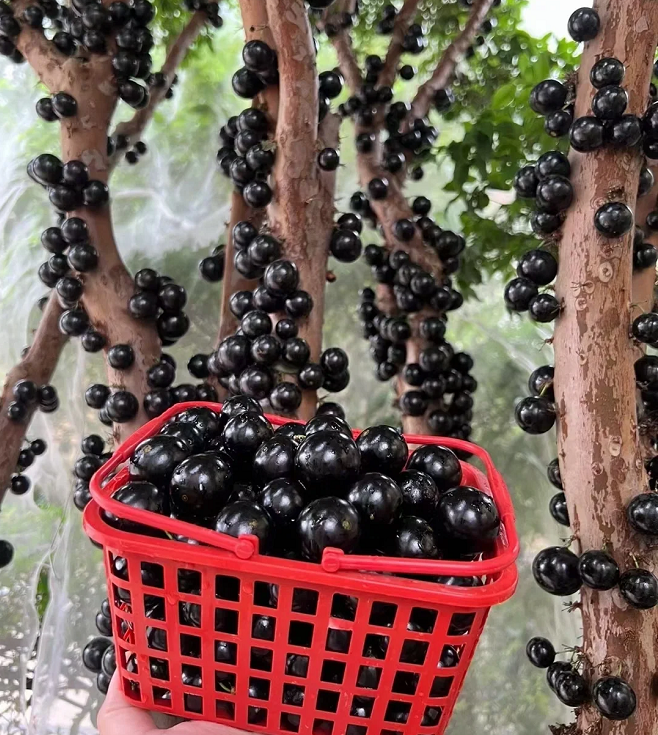 Jabuticaba szőlőmagok