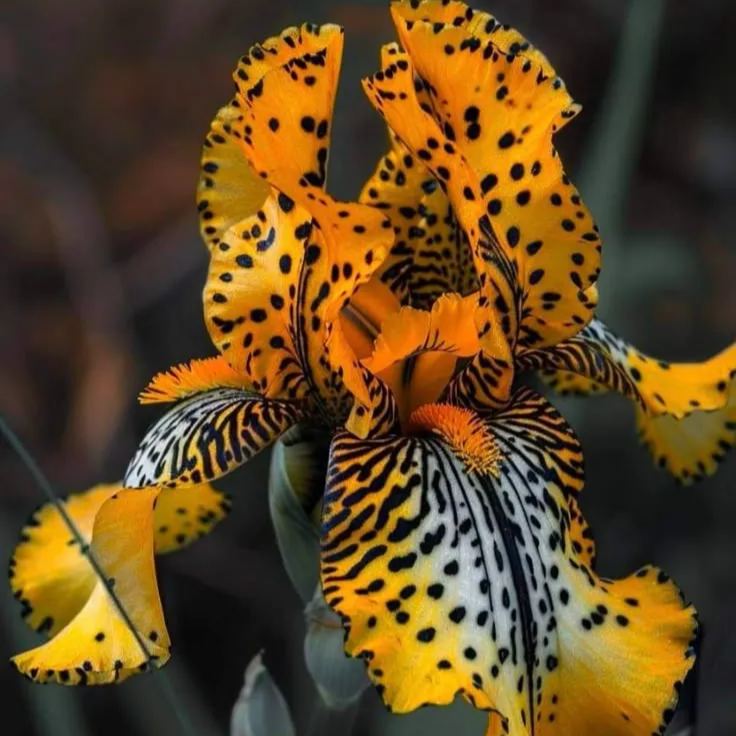 Borostyánfényű - Ritka írisz hagymák⚜️