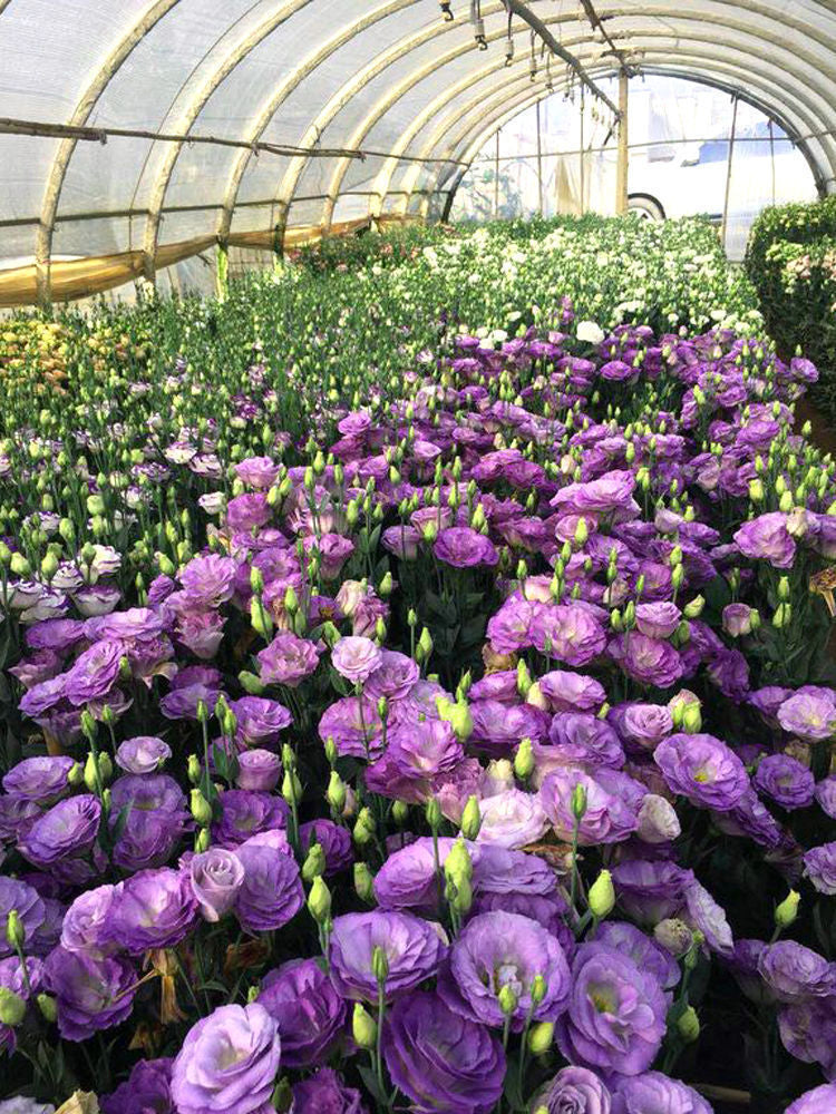 [Virágok fagyos télen is] Kiváló minőségű lisianthus magok [Legalacsonyabb árak online] Korlátozott vásárlási idő, 80% kedvezmény!!! Meglepetés vár rád!