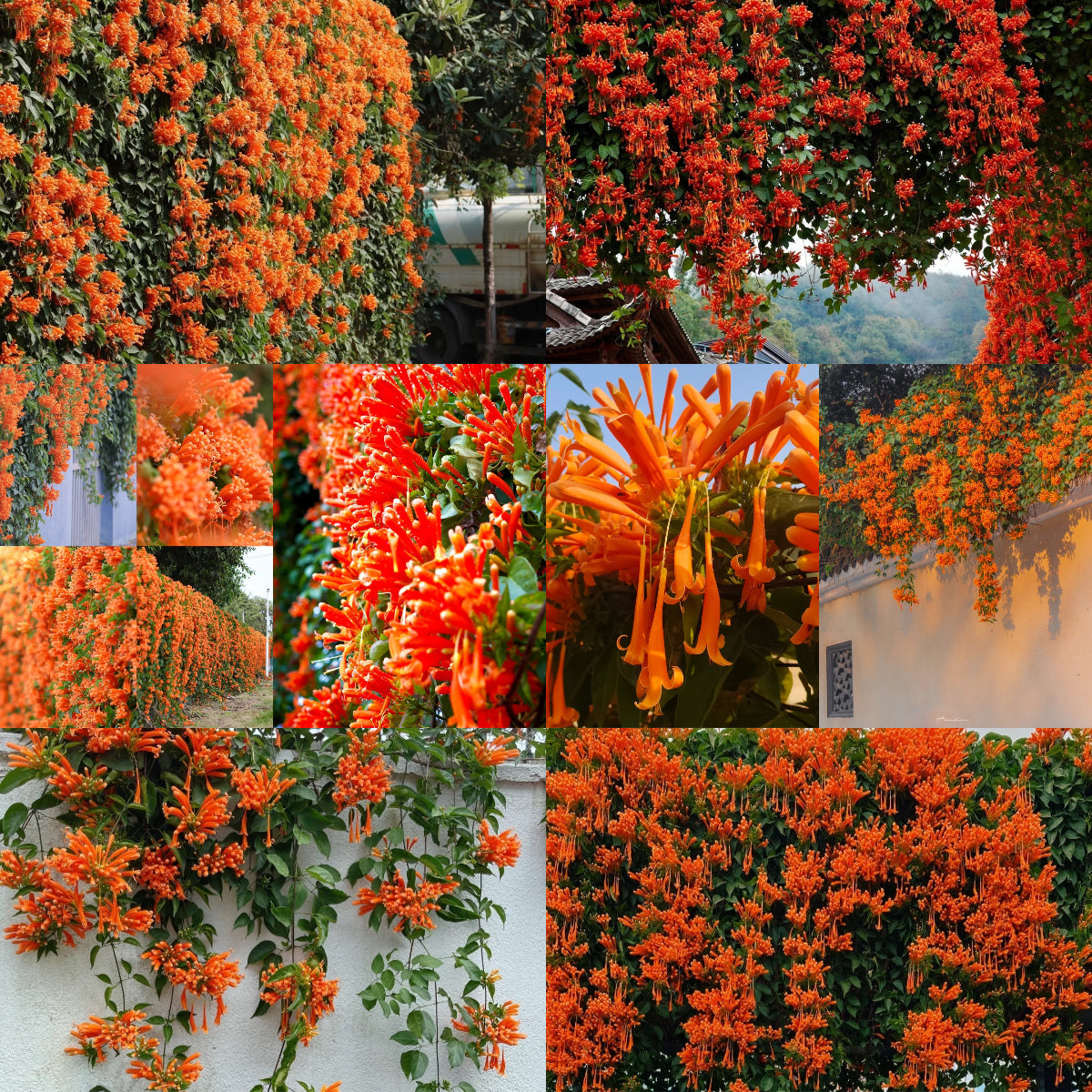 Tűzijáték virágmagok