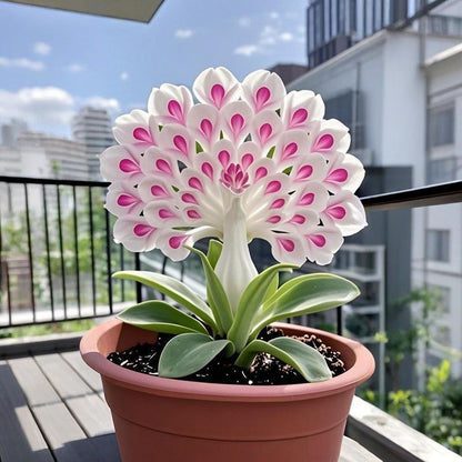 💠 „Az illatos virágok királynője – Pávaorchidea hagymák a tiszta kerti luxusért”