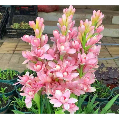 Dupla tubarózsa 🌸 - Nagy hagymás virág