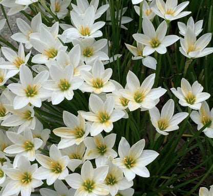 Esőorchidea hagymák – virágzás egy újabb eső után