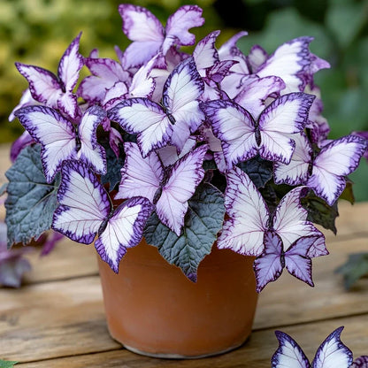 💥 Új begóniák 🦋 Pillangóbegónia magok 🌱 Bonsai, amilyet még soha nem láttál