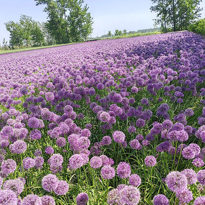Allium Giganteum díszhagymavirág