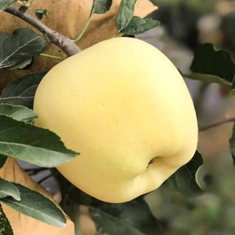 Aranyalma magvak, 90%-os túlélési arány