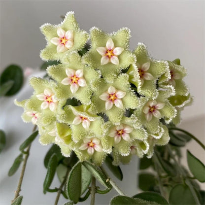 ✨ Hoya  – az égből lehulló csillagok 🌌