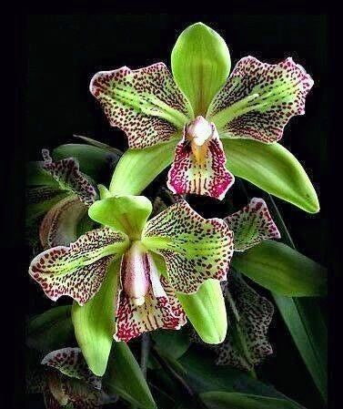 Pillangó írisz magok