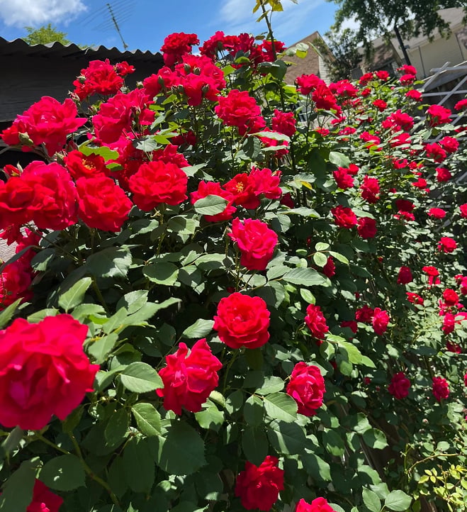 🌈 Kiváló minőségű futórózsák 🌹 Gyorsan növő, könnyen gondozható és nagyon illatos ✨ Tökéletes bármilyen kertbe