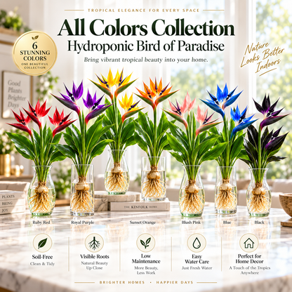🕊️ Hydroponic Bird of Paradise Starter – Tropical Water-Grown Indoor Plant 💧🌱