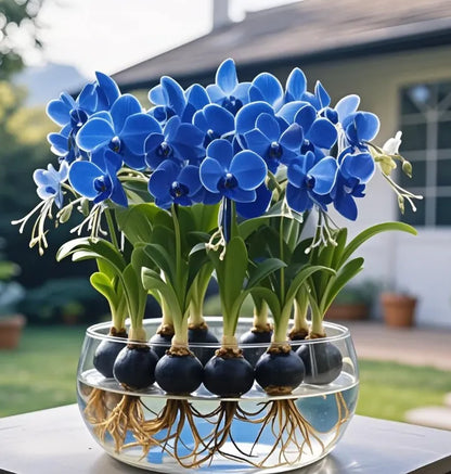 Phalaenopsis lámpás virághagymák