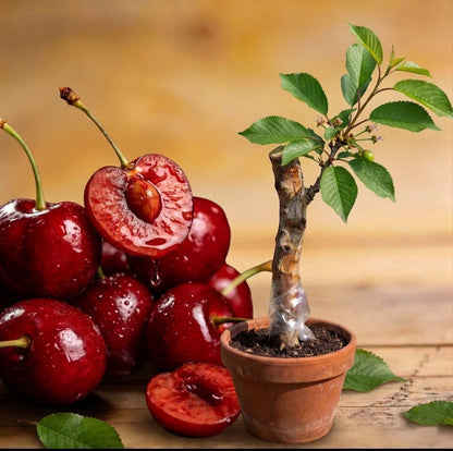 🌿Extra nagy Gomahali cseresznyemagok🍒