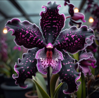 Pillangó írisz magok