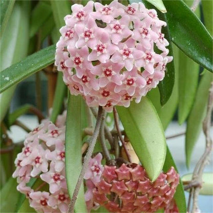 ✨ Hoya  – az égből lehulló csillagok 🌌