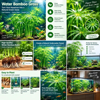 🌿Water Bamboo Bulbs-Hydroponic Umbrella Plant – Natural Water Purifier for Aquariums, Turtle Tanks & Ponds