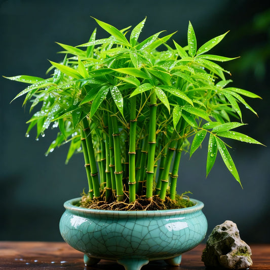 🌿 DreamBamboo - többszínű szerencsés bambuszciprus