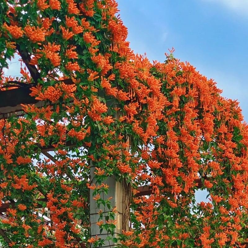 Tűzijáték virágmagok