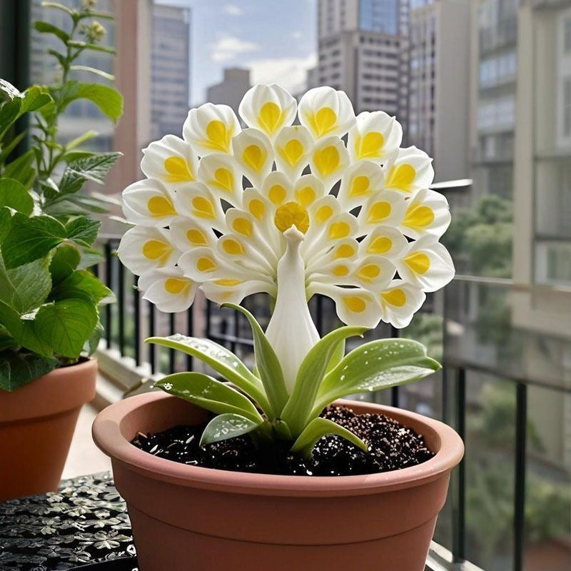 💠 „Az illatos virágok királynője – Pávaorchidea hagymák a tiszta kerti luxusért”