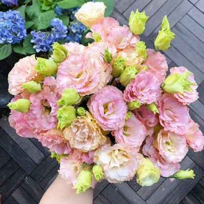 [Virágok fagyos télen is] Kiváló minőségű lisianthus magok [Legalacsonyabb árak online] Korlátozott vásárlási idő, 80% kedvezmény!!! Meglepetés vár rád!