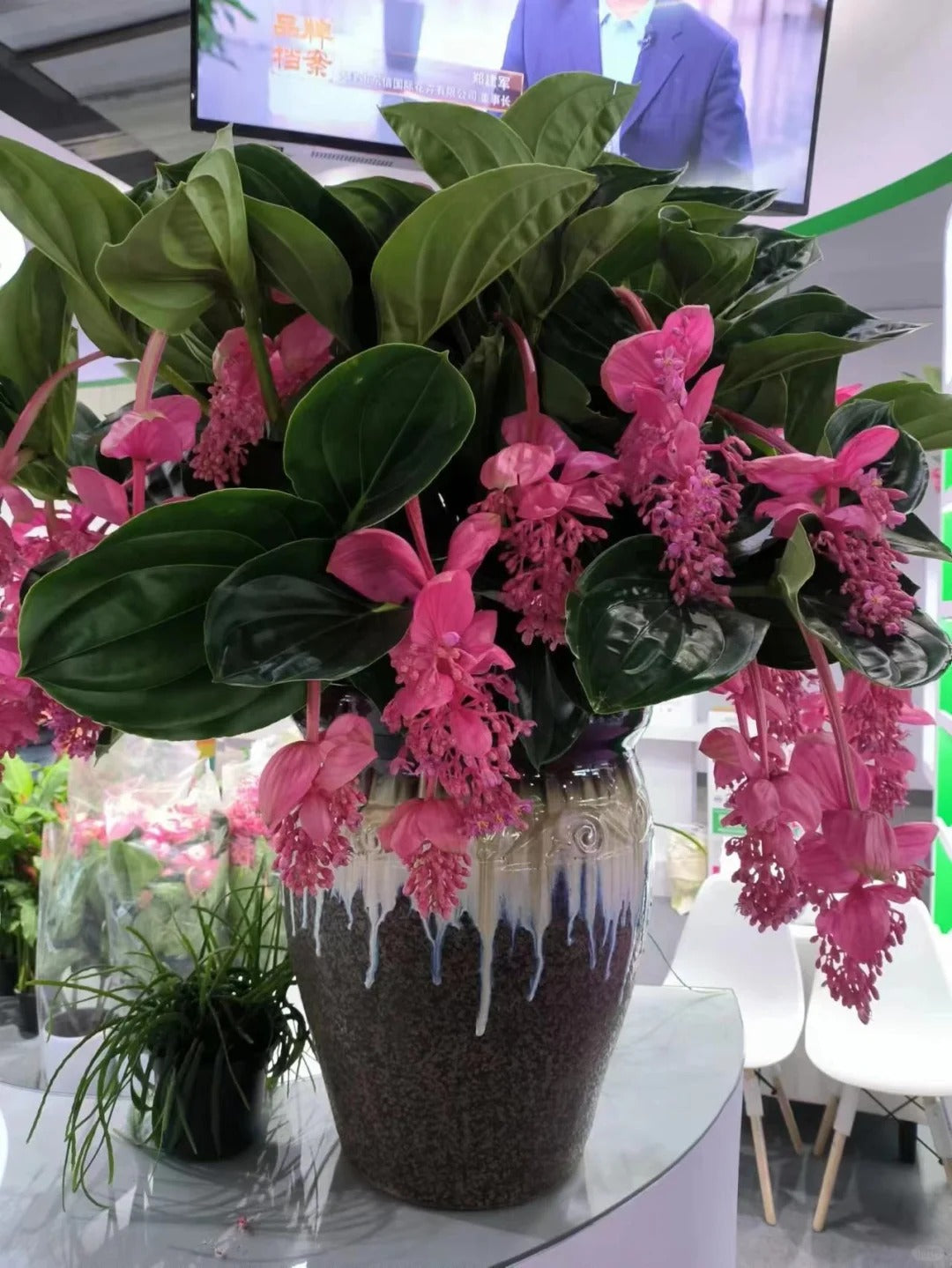 Rózsaszőlő magvak - Növeszd a virágok királynőjét a kertedben