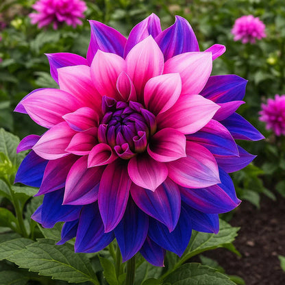 🌸Ritka dupla dáliák – egyedi virágok, amelyek soha nem találhatók meg a hétköznapi kertekben