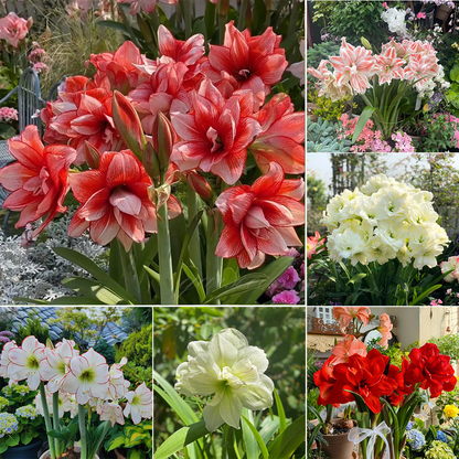 Dupla virágú amarillisz hagymák🌼