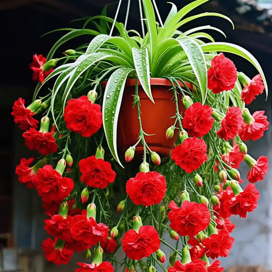 Grand Bloom póknövény magvak/hagymák 💐 A természet függő remekműve a színek és a kecsesség terén
