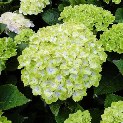 🌈Keverék hortenziamagok - Gyönyörű és szívós évelő magok a kertedbe
