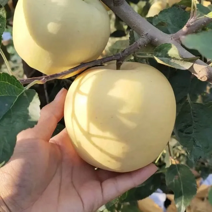 Aranyalma magvak, 90%-os túlélési arány