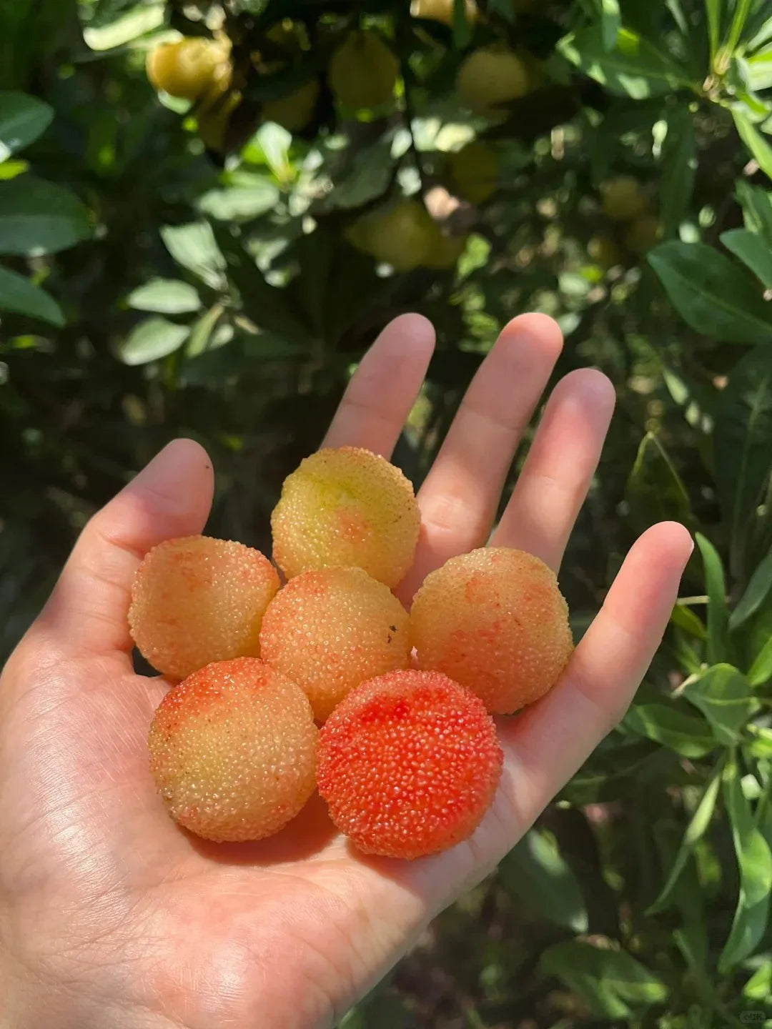 Óriás babérbogyó：Pingponglabda méretű, ⭐Eper és cseresznye ízkombinációja