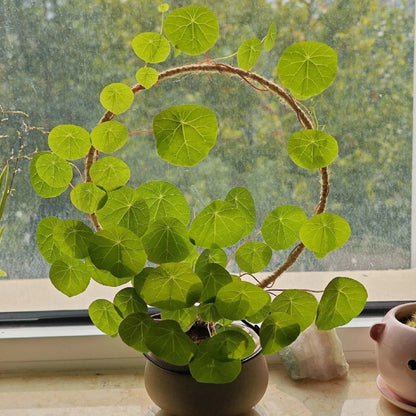 Stephania Erecta: Najsilniejsza roślina doniczkowa dla leniwych