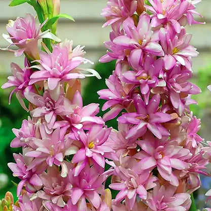 Dupla tubarózsa 🌸 - Nagy hagymás virág