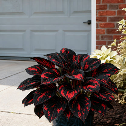 🌈🔥 Limitált kiadású Szivárványos Láng Hosták - Ritka Többszínű Lombozat, Kizárólag Üzletünkben 🌸