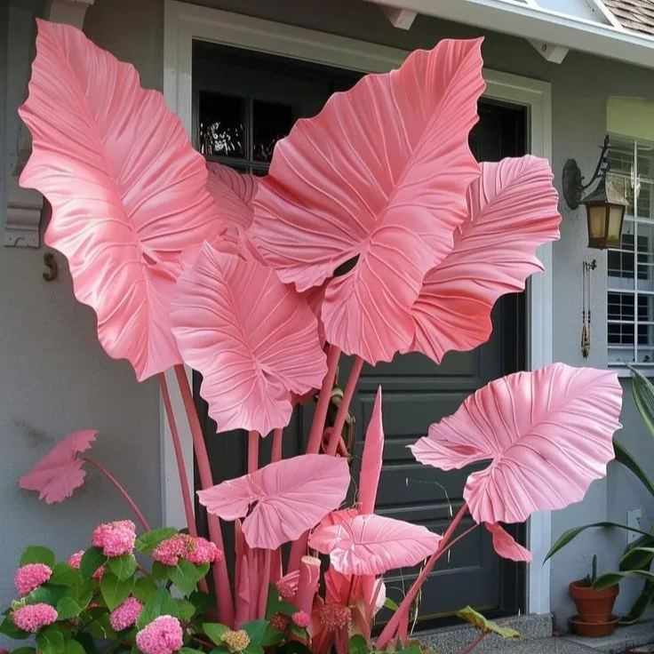 Északi zafír alokázia hagymák - Óriás🍃 Alakítsa át otthonát trópusi fenséggel