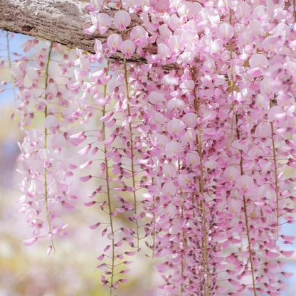 🌸Akácmagok – A kert zuhatagszerű szépsége egész évben💗