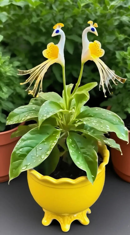 🦚 Páva orchidea
