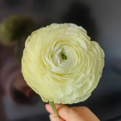 💐Lisianthus – Időtlen szépség, örök szerelem💫