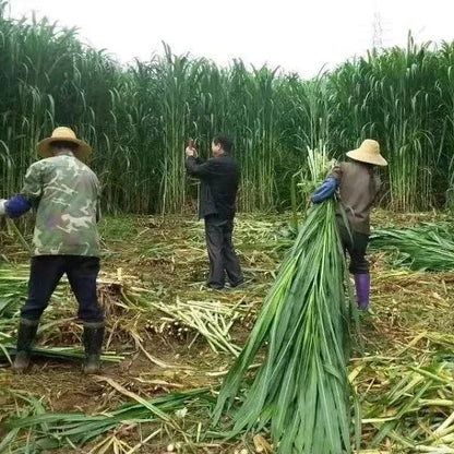 🌿Cirok-szudáni fű hibrid fajta ✅Magas hozamú takarmánymag