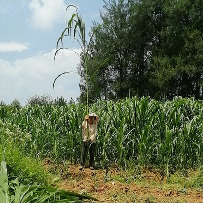 🌿Cirok-szudáni fű hibrid fajta ✅Magas hozamú takarmánymag