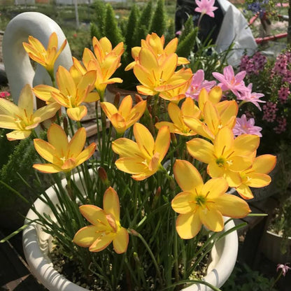 Esőorchidea hagymák – virágzás egy újabb eső után