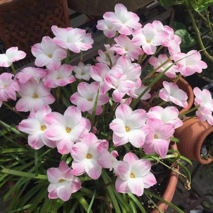 Esőorchidea hagymák – virágzás egy újabb eső után