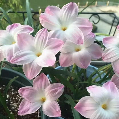 Esőorchidea hagymák – virágzás egy újabb eső után