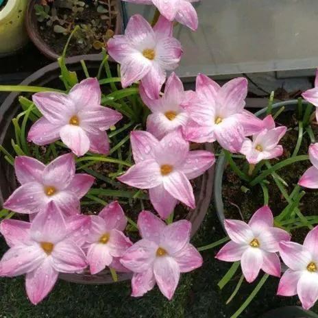 Esőorchidea hagymák – virágzás egy újabb eső után