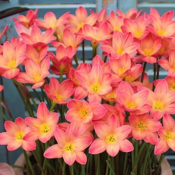 Esőorchidea hagymák – virágzás egy újabb eső után