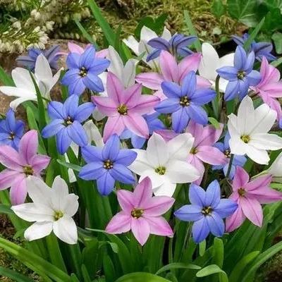 Esőorchidea hagymák – virágzás egy újabb eső után