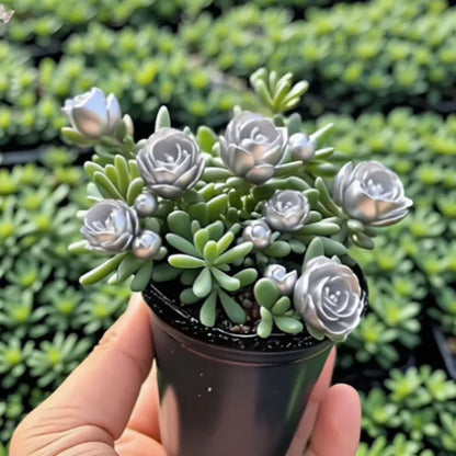 Dupla Rózsa Orchidea Hagymák – Tűrőképes és Illatos