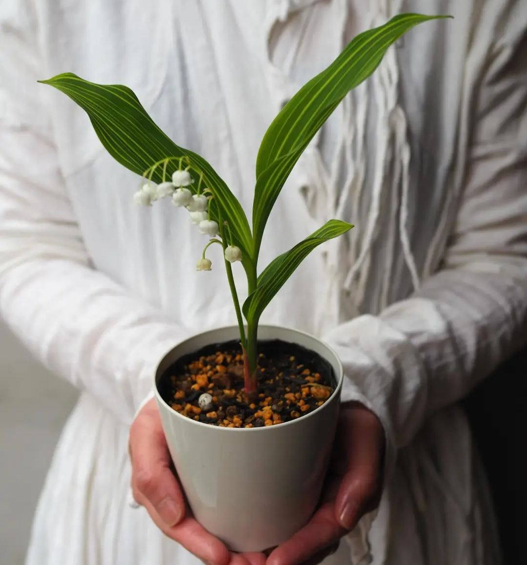 💐GYÖNGYLIMÓ – MEGÉRKEZIK A BOLDOGSÁG