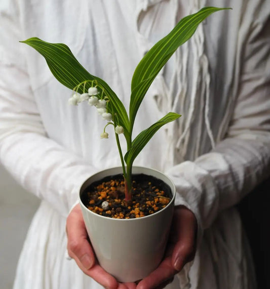 💐GYÖNGYLIMÓ – MEGÉRKEZIK A BOLDOGSÁG