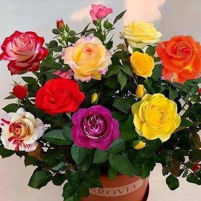 🔥NAGY AKCIÓ - 50% KEDVEZMÉNY🔥Rózsamagok különböző színekben💐
